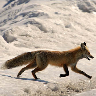 fox